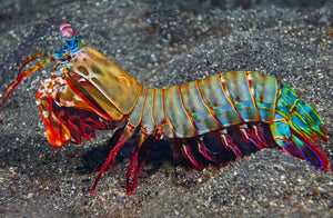 Peacock Mantis Shrimp pre order