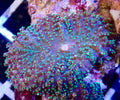 Ultra Fuzzy Green mushroom coral Leaf