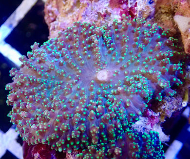 Ultra Fuzzy Green mushroom coral Leaf