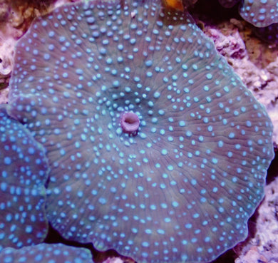 Spotted Mushroom Coral Leaf