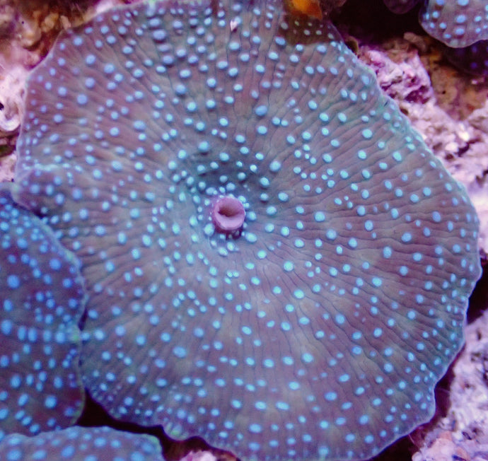Spotted Mushroom Coral Leaf