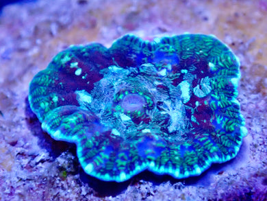 Multicoloured Mushroom Coral Leaf