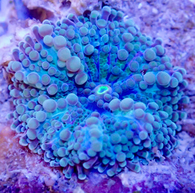 Ricordia Yuma Mushroom Coral Leaf