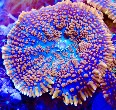 Forest Fire Mushroom coral leaf
