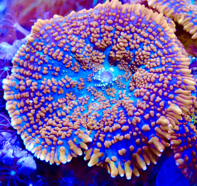 Forest Fire Mushroom coral leaf