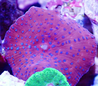 Ultra Red and Blue Spotted Mushroom Coral Leaf