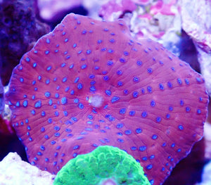 Ultra Red and Blue Spotted Mushroom Coral Leaf