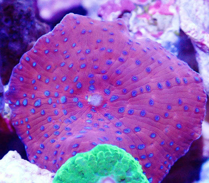Ultra Red and Blue Spotted Mushroom Coral Leaf