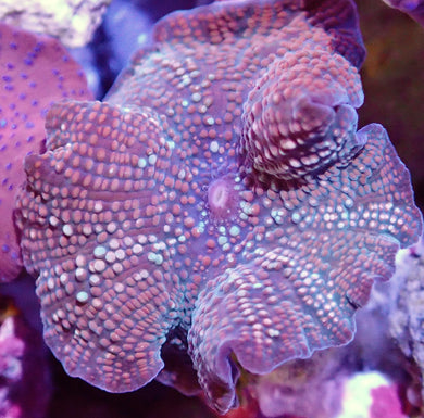 Multicoloured Mushroom Coral Leaf