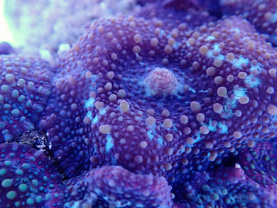 Orange bullseye mushroom coral leaf
