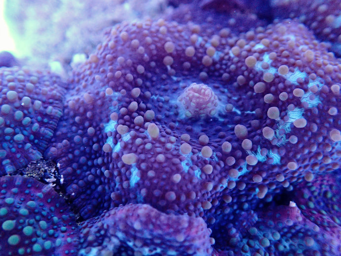 Orange bullseye mushroom coral leaf