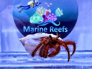 White Spotted Hermit Crab XXL (up to 10cm) (CUC)