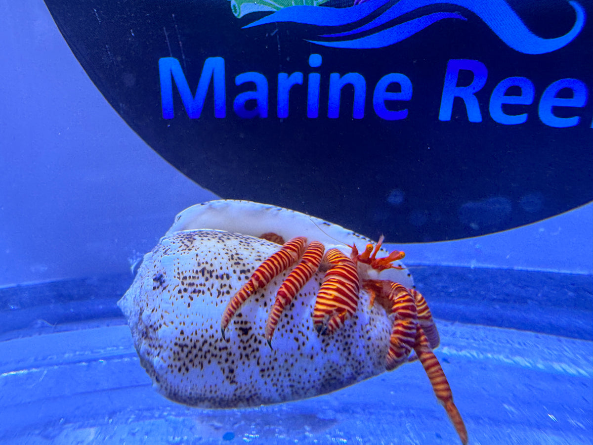Halloween Hermit crab (CUC)