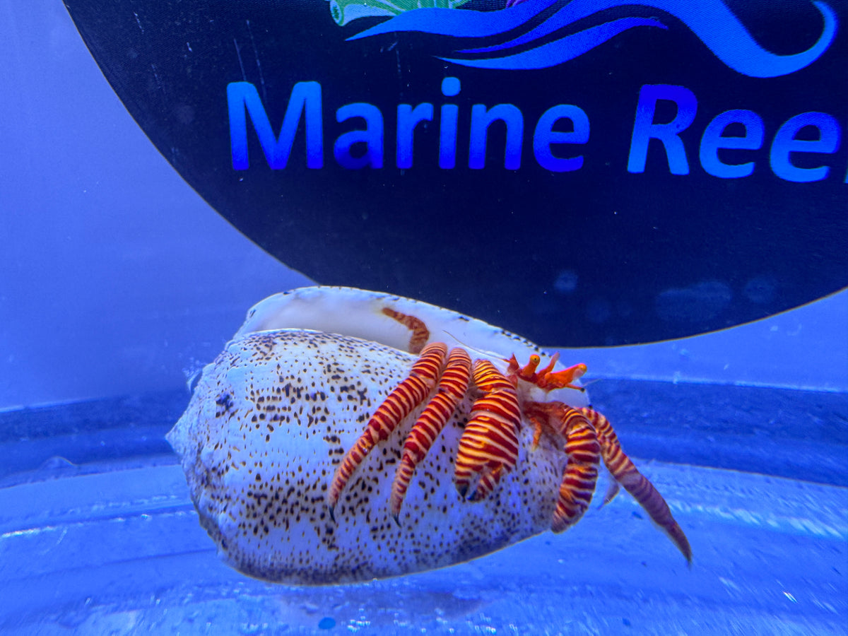 Halloween Hermit crab (CUC)