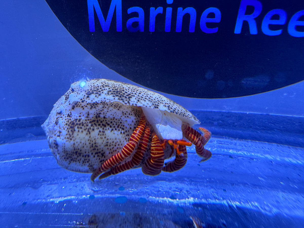 Halloween Hermit crab (CUC)