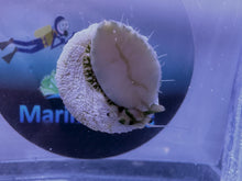 Load image into Gallery viewer, WHITE TURBO SNAIL TROCHUS MACULATUS (CUC) Clean up crew