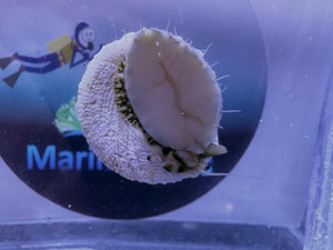 WHITE TURBO SNAIL TROCHUS MACULATUS (CUC) Clean up crew