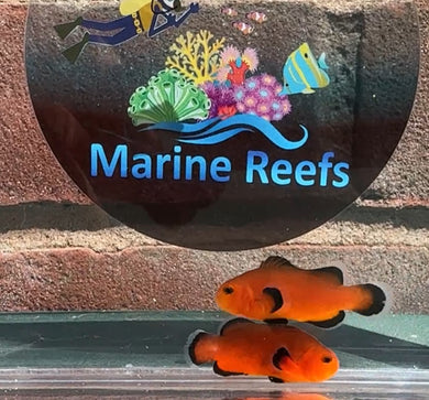 Mochaccino Naked Clownfish WYSIWYG