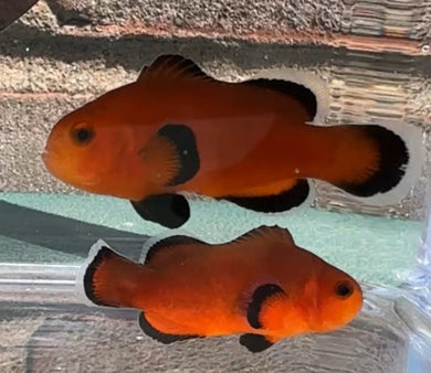 Mochaccino Naked Clownfish Pair WYSIWYG