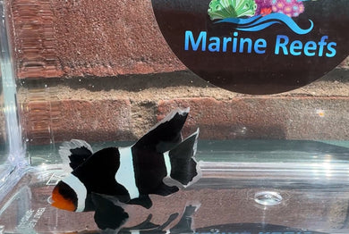 Darwin Longfin Clownfish WYSIWYG