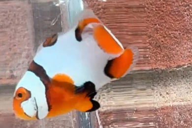 Helmet/ Ski Mask Clownfish  WYSIWYG