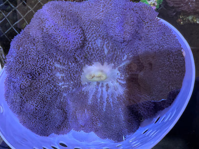 Purple Large Carpet Anemone Gigantia WYSIWYG