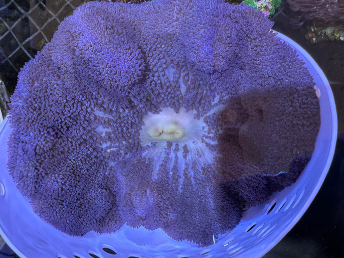 Purple Large Carpet Anemone Gigantia WYSIWYG