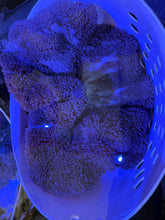Load image into Gallery viewer, Purple Large Carpet Anemone Gigantia WYSIWYG