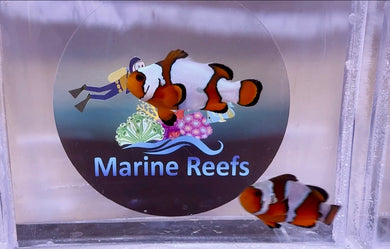 Snowflake Clownfish Pair | Tank Bred for marine aquariums | Designer Clownfish