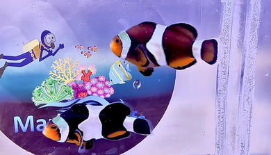 Black Photon Clownfish Pair for marine aquarium | Tank Bred | Marine aquarium |