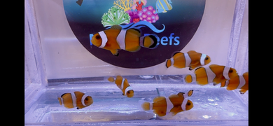 CLOWN FISH OCELLARIS CLOWNFISH TANK BRED LIVE MARINE SALTWATER AQUARIUM