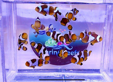 Tank Bred Percula Clownfish Single for marine aquarium | Clown fish | saltwater  marine_reefs