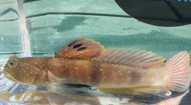 Blue Spot Goby