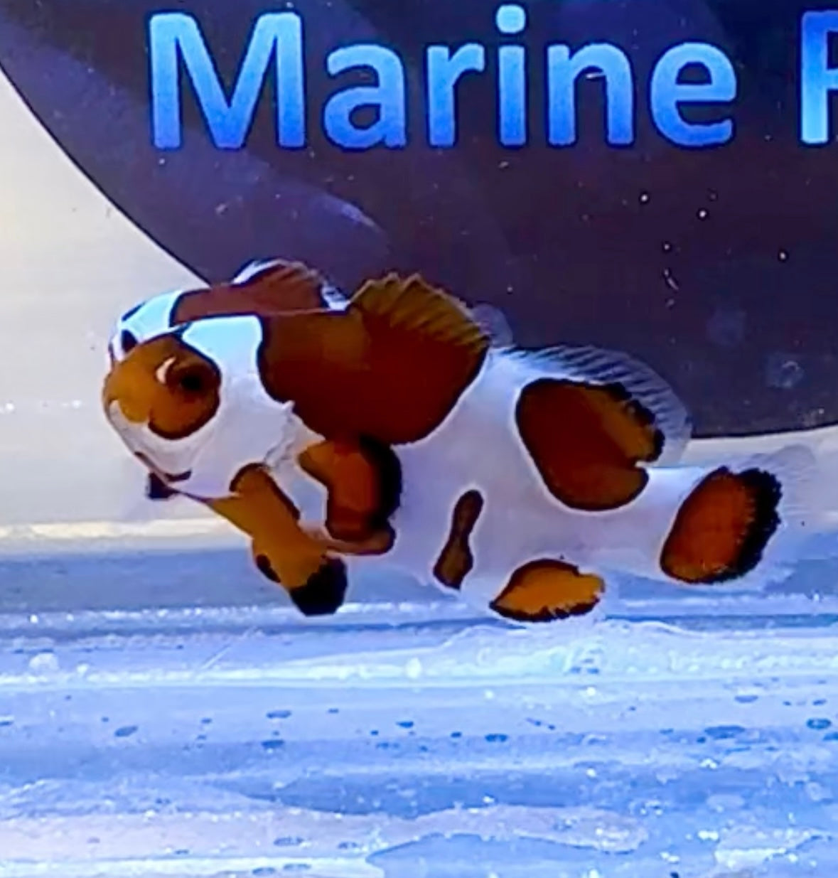 Orange Storm Clownfish Single