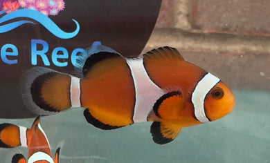 CLOWN FISH OCELLARIS CLOWNFISH TANK BRED LIVE MARINE SALTWATER AQUARIUM