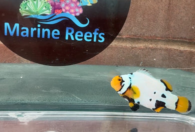 WYSIWYG Premium Grade Clownfish
