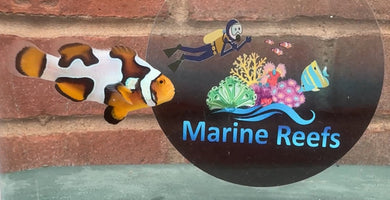WYSIWYG Ultra Premium Grade Clownfish