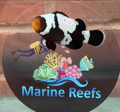 WYSIWYG Clownfish