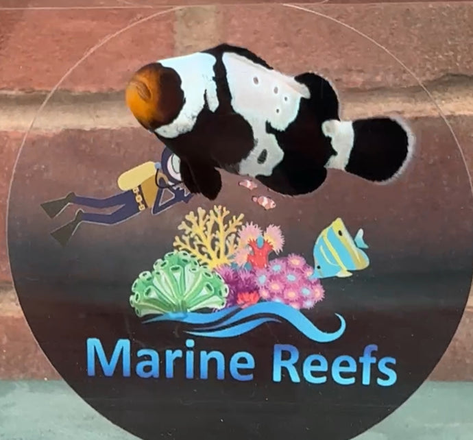 WYSIWYG Clownfish