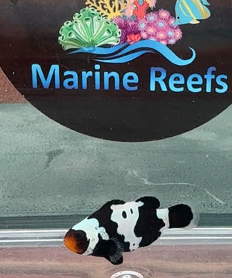 WYSIWYG Clownfish