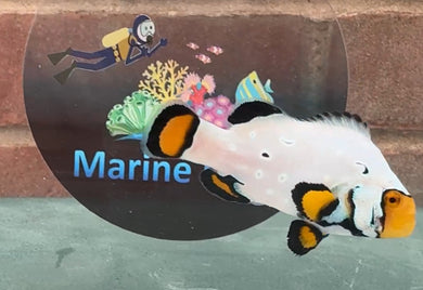 WYSIWYG Premium Grade Clownfish