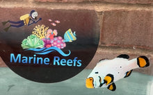 Load image into Gallery viewer, WYSIWYG Premium Grade Clownfish