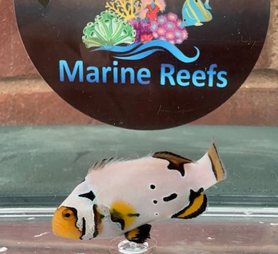 WYSIWYG Premium Grade Clownfish