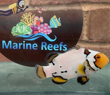 Load image into Gallery viewer, WYSIWYG Premium Grade Clownfish