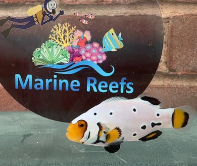 WYSIWYG PremiumGrade Clownfish