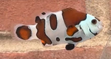 Load image into Gallery viewer, WYSIWYG Premium Grade Clownfish