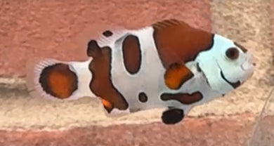 WYSIWYG Premium Grade Clownfish