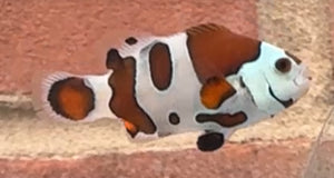 WYSIWYG Premium Grade Clownfish