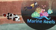 Load image into Gallery viewer, WYSIWYG Premium Grade Clownfish