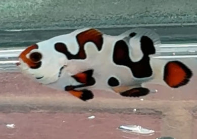 WYSIWYG Premium Grade Clownfish